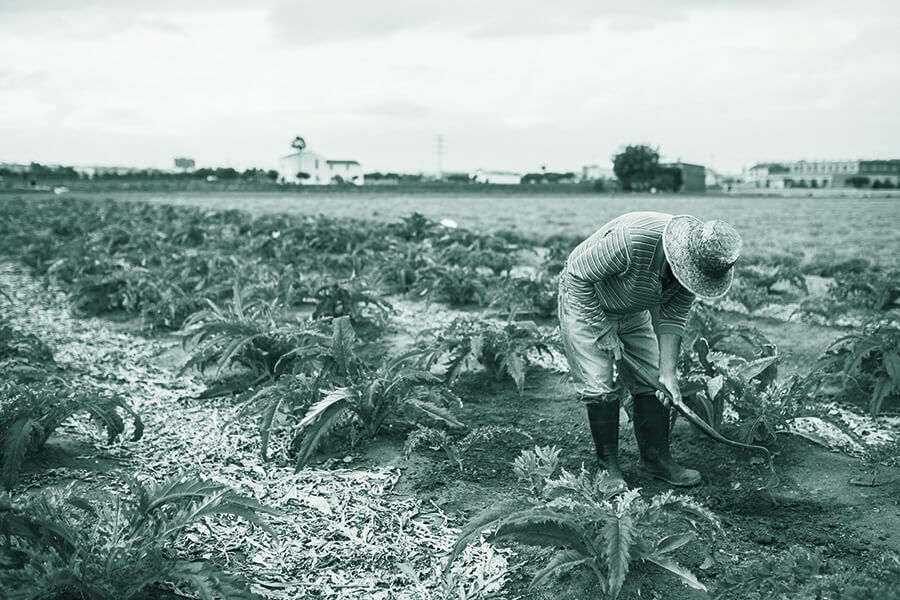 València alberga una de las agriculturas más antiguas de Europa, herencia de civilizaciones milenarias que han sabido gestionar hasta nuestros días unas privilegiadas condiciones de clima, agua y suelo. AVA-ASAJA defiende un futuro digno para los agricultores, porque seguirán siendo en el futuro quienes preserven este paisaje singular e irrenunciable.